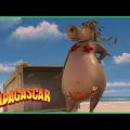 Melhores momentos de Gloria | DreamWorks Madagascar em Português | Desenhos Animados